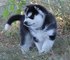 Cachorros husky siberiano nacionales, miniatura de excelente cali