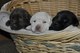 Cachorros Nacionales de labrador en miniatura de excelente calida - Foto 1