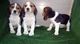 Fantastica camada de beagles