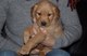 Goldens nacionales preciosos cachorros, color dorado excelente ca