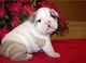 Inglés bulldog cachorros (macho y hembra) - Foto 1