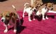 Jack Russell cachorros de calidad - Foto 1