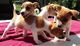 Jack Russell cachorros de calidad - Foto 2