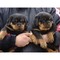 Los cachorros macho y hembra Rottweiler - Foto 1