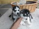 Masculino y Femenino Siberian Huskies - Foto 1
