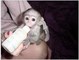 Mono capuchina listo para la venta