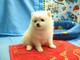 Perritos de Pomeranian lindo - Foto 1