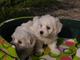 Preciosos bichon maltes, cachorros baratos - Foto 1