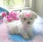 Preciosos cachorros de bichon maltes disponibles - Foto 1