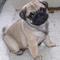 Regalo lindo hermosa pug carlino cachorros para adopcion