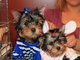 Regalo preciosos cachorros de yorkshire terrier - Foto 1