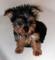 Regalo yorkshire terrier (mini toy)