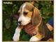 Se venden preciosos cachorros de beagle con pedigree - Foto 1