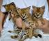 Serval, caracal, sabanas, ocelote y alc gatitos leopardo asiático - Foto 1