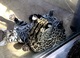 Serval, caracal, sabanas, ocelote y alc gatitos leopardo asiático - Foto 4