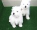 Westys cachorros con excelente pelo parecen peluches ! - Foto 1