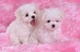 2 Grandes Maltese Puppies - Foto 1