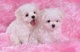 2 grandes maltese puppies