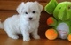 Bichon lindo cachorros maltés macho y hembra - Foto 1