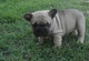 Bulldog francéspara la adopcion1232 - Foto 1