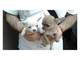 Cachorritos de chihuahuas muy pequeños - Foto 1