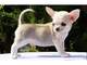 Cachorro chihuahua de calidad en adopcion - Foto 1