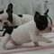 Cachorros bulldog francés disponibles