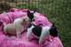 Cachorros de bulldog frances en alicante