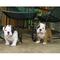 Cachorros de bulldog inglés. - Foto 1