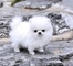 Cachorros de hielo blanco de Pomeranian en venta - Foto 1