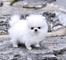 Cachorros de hielo blanco de pomeranian en venta