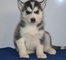 Cachorros husky siberiano lindo disponibles