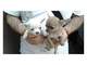 Cachorros minis chihuahuas en adopcion