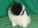 Cachorros pomeranian para la venta. - Foto 1