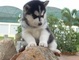 Cachorros Siberian Husky para re-homing - Foto 1