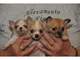 Chihuahuas miniaturas en adopcion