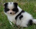 Femenino bonito perrito de Pomeranian - Foto 1