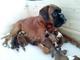 Golden boxer puppies para la adopcion