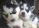 Grandes temperamentos cachorros Siberian Husky - Foto 1
