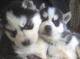 Grandes temperamentos cachorros siberian husky