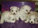 Hermosas pupps malteses Bichon - Foto 1