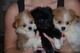 Hermosas registrado: cachorros de Pomerania - Foto 1