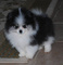 Hermoso cachorro pomeranian.... - Foto 1