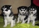 Hermosos cachorros siberian husky disponibles