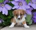 Jack russell terrier puppy
