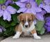 Jack russell terrier puppy