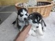 Limpie cachorros husky