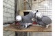 Loros grises africanos y otras aves y huevos para la venta - Foto 1