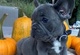Los cachorros de calidad superior de pedigrí azul bulldog francés