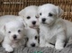Los cachorros de pura raza maltés onwijs hermosa y dulce